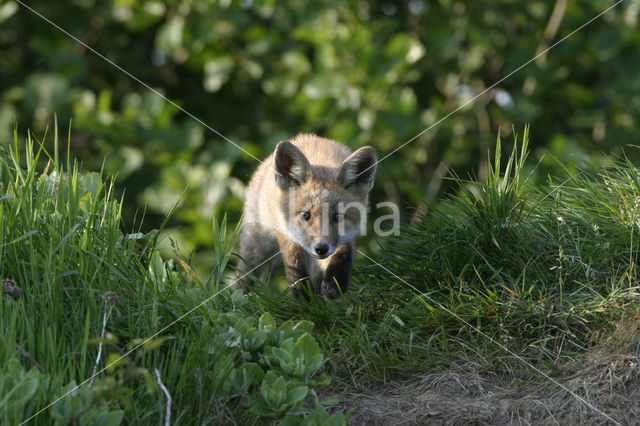 Vos (Vulpes vulpes)