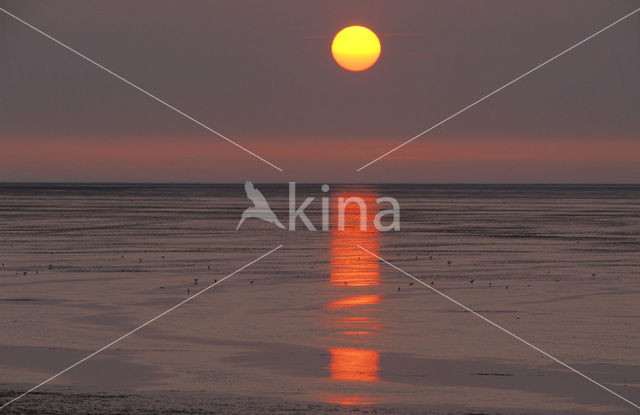 Waddensea