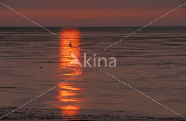 Waddenzee