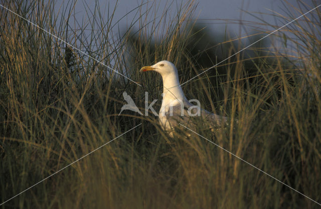 Zilvermeeuw (Larus argentatus)