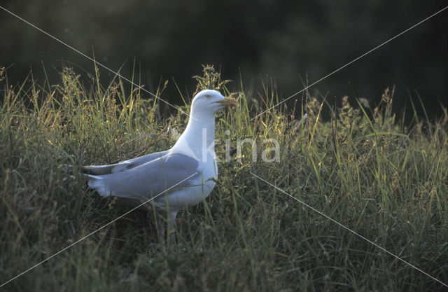 Zilvermeeuw (Larus argentatus)