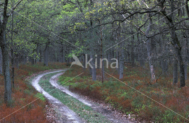 Zomereik (Quercus robur)