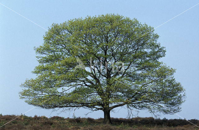 Zomereik (Quercus robur)