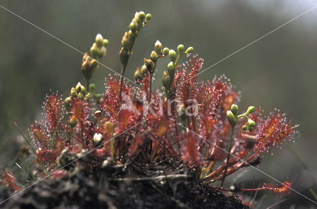 Zonnedauw (Drosera spec.)