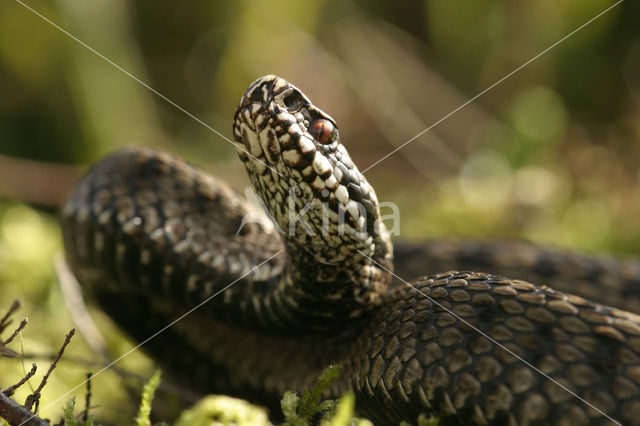 Adder (Vipera berus)