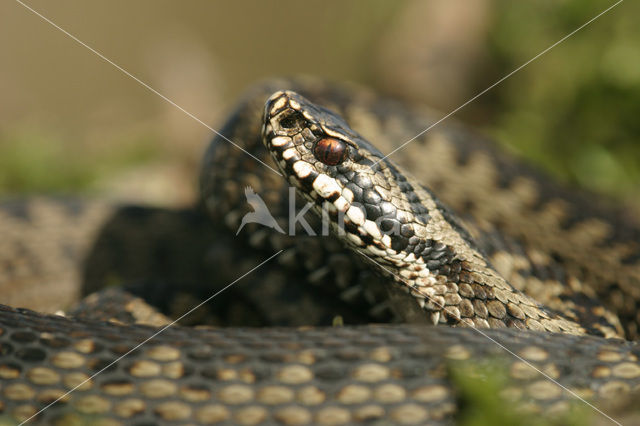 Adder (Vipera berus)