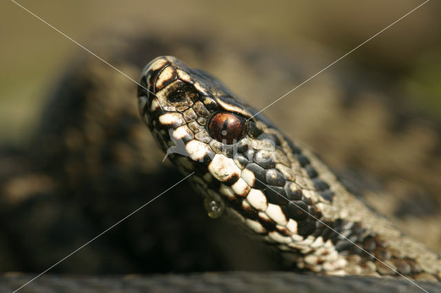 Adder (Vipera berus)