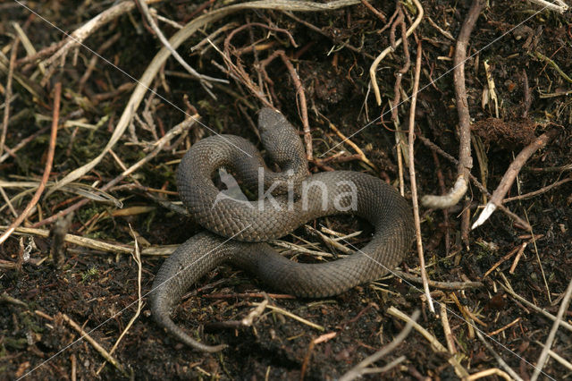 Adder (Vipera berus)