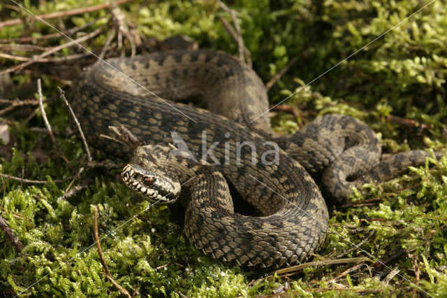 Adder (Vipera berus)