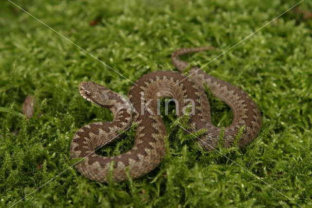 Adder (Vipera berus)