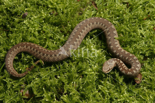 Adder (Vipera berus)