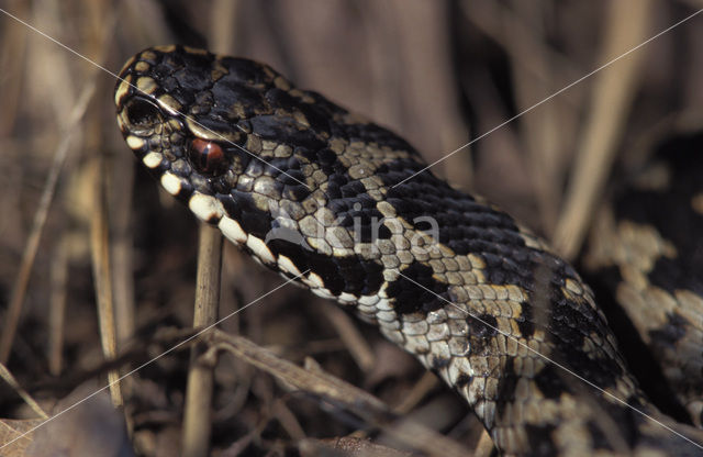 Adder (Vipera berus)