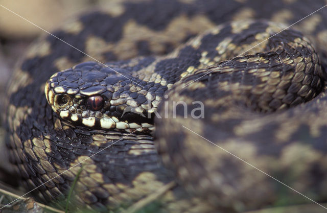 Adder (Vipera berus)