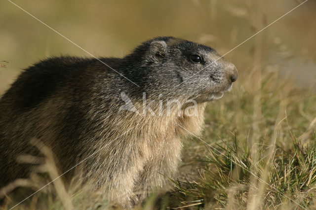 Alpine Marmot (Marmota marmota)