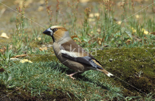 Appelvink (Coccothraustes coccothraustes)