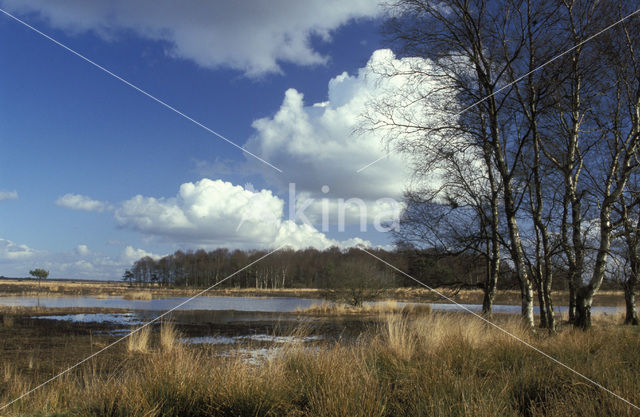 Berk (Betula)