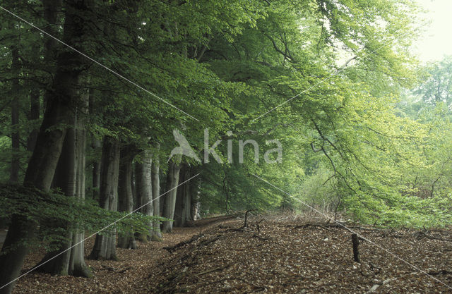 Beuk (Fagus spec.)