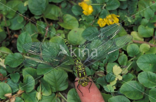 Blauwe glazenmaker (Aeshna cyanea)