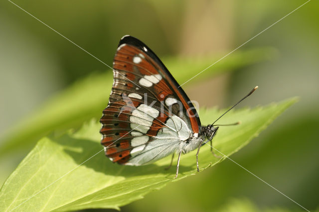 Blauwe ijsvogelvlinder (Limenitis reducta)