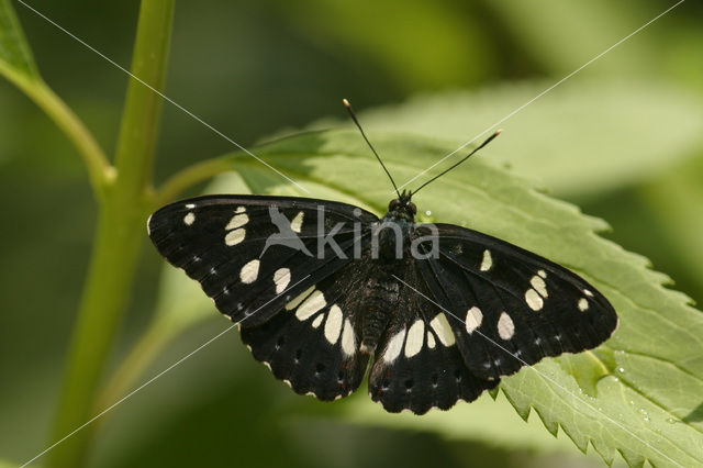 Blauwe ijsvogelvlinder (Limenitis reducta)