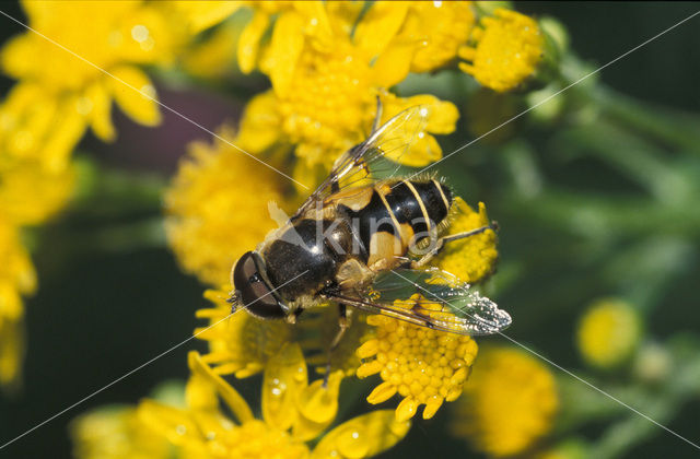 Blinde bij (Eristalis tenax)