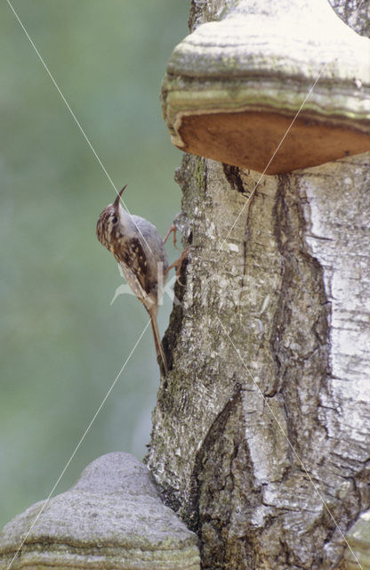 Short-toed Tree Creeper (Certhia brachydactyla)