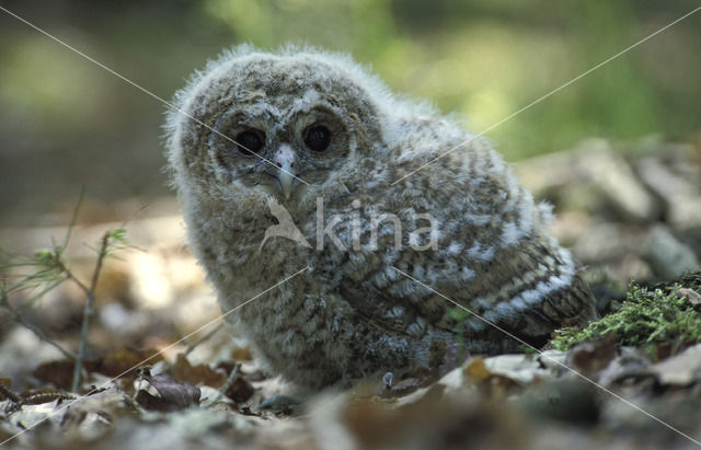 Tawny Owl (Strix aluco)