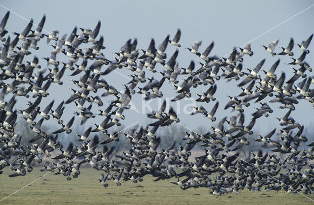 Brandgans (Branta leucopsis)