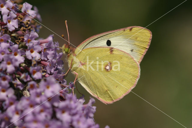 Bremvlinder (Colias myrmidone)