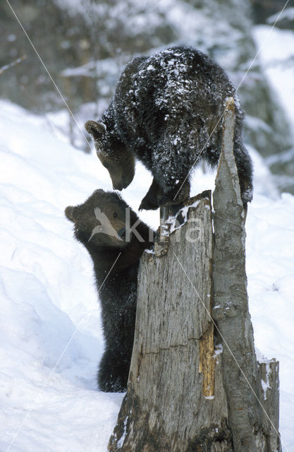 Bruine beer (Ursus arctos)