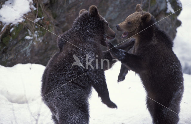 Bruine beer (Ursus arctos)