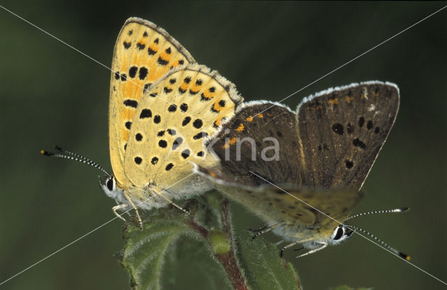 Bruine vuurvlinder (Lycaena tityrus)