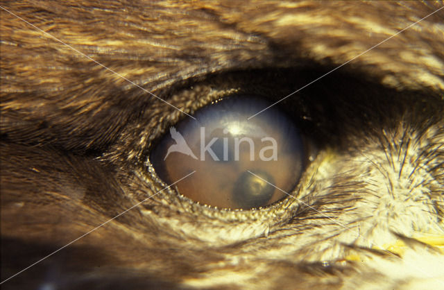 Buizerd (Buteo buteo)