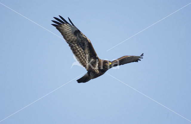 Buizerd (Buteo buteo)