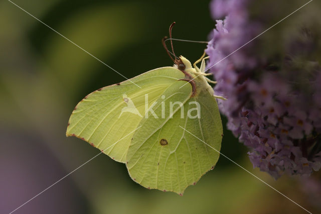 Citroenvlinder (Gonepteryx rhamni)