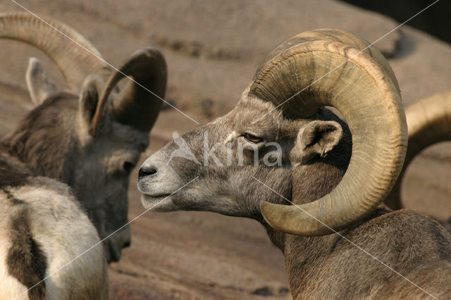 Dikhoornschaap (Ovis canadensis)