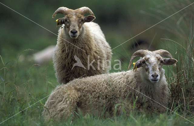 Drents heideschaap (Ovis domesticus)