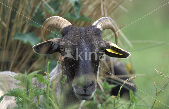 Drents heideschaap (Ovis domesticus)