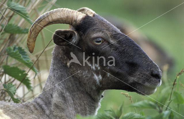 Drents heideschaap (Ovis domesticus)