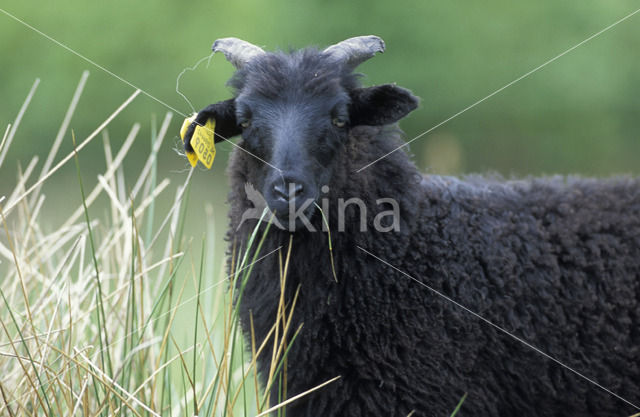 Drents heideschaap (Ovis domesticus)