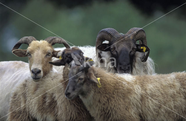 Drents heideschaap (Ovis domesticus)