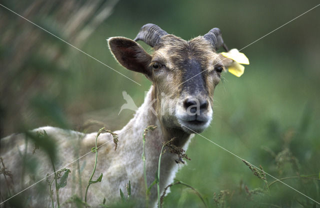 Drents heideschaap (Ovis domesticus)