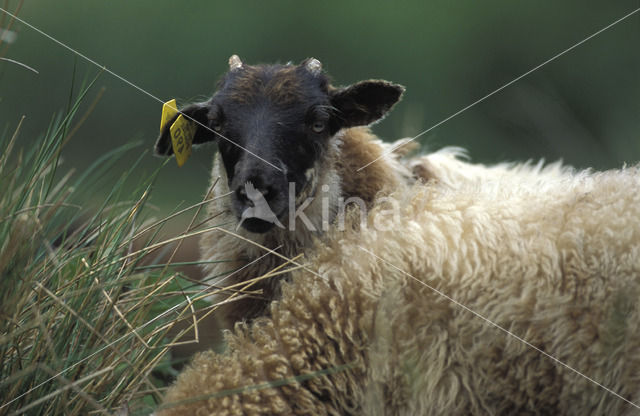 Drents heideschaap (Ovis domesticus)