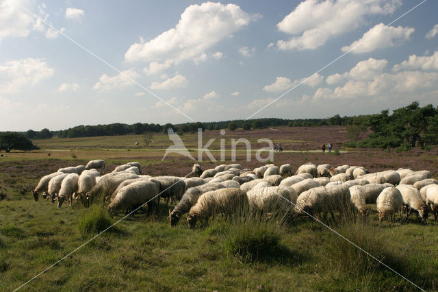 Drents heideschaap (Ovis domesticus)