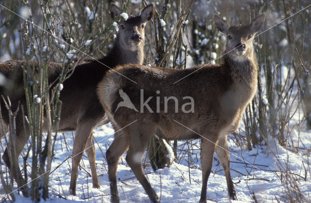 Edelhert (Cervus elaphus)