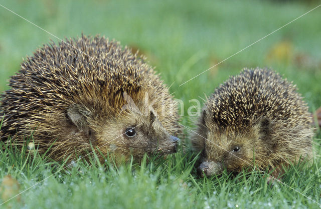 Egel (Erinaceus europaeus)