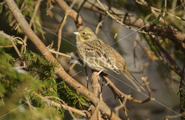 Geelgors (Emberiza citrinella)