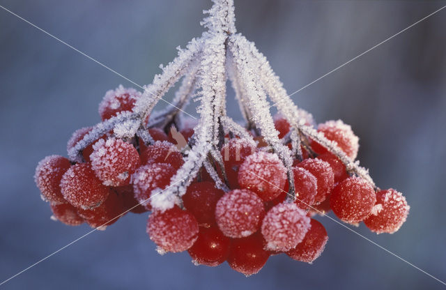 Gelderse roos (Viburnum opulus)