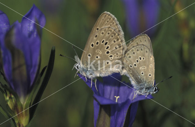 Gentiaanblauwtje (Maculinea alcon)