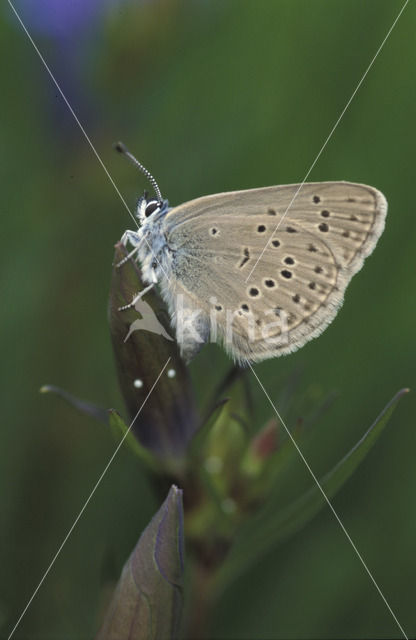 Gentiaanblauwtje (Maculinea alcon)